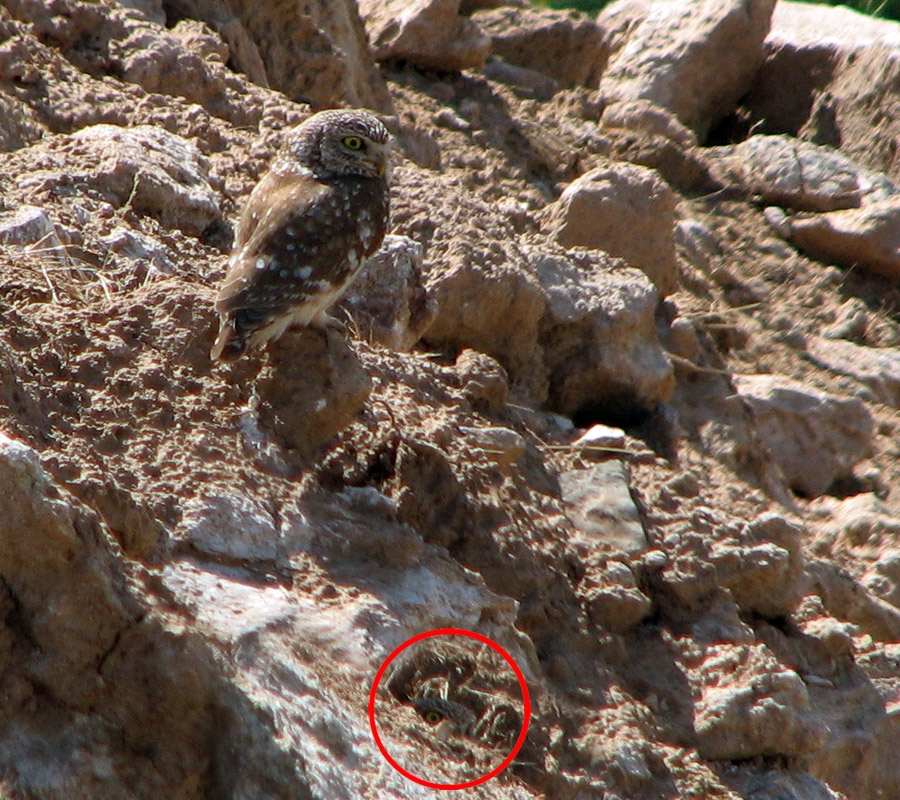 Kukumav » Little Owl » Athene noctua