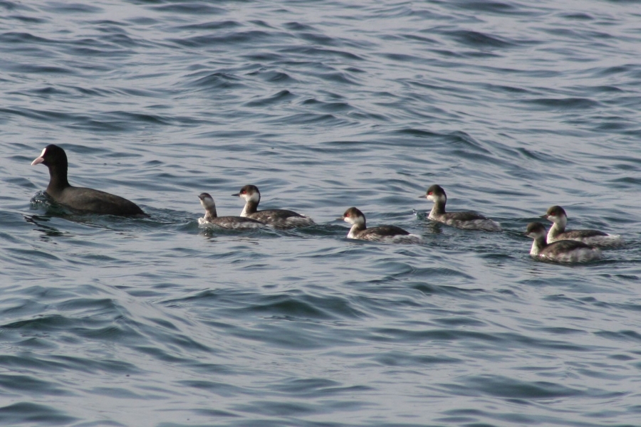 Karaboyunlu batağan » Black-necked Grebe » Podiceps nigricollis