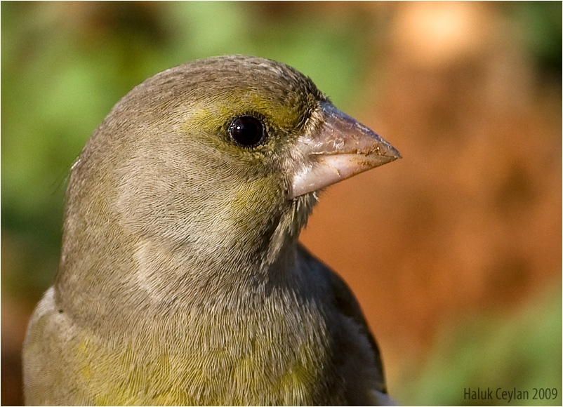 Florya » European Greenfinch » Chloris chloris