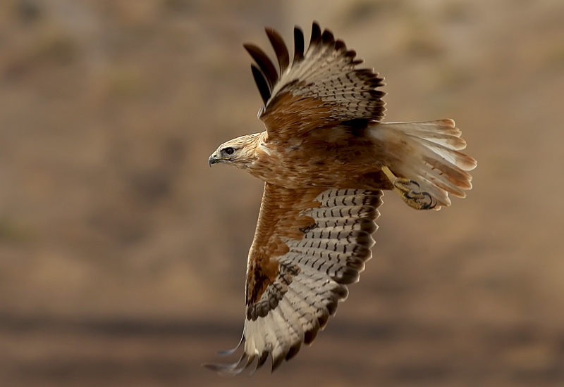 Kızıl şahin » Long-legged Buzzard » Buteo rufinus
