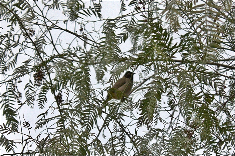 Arapbülbülü » White-spectacled Bulbul » Pycnonotus xanthopygos