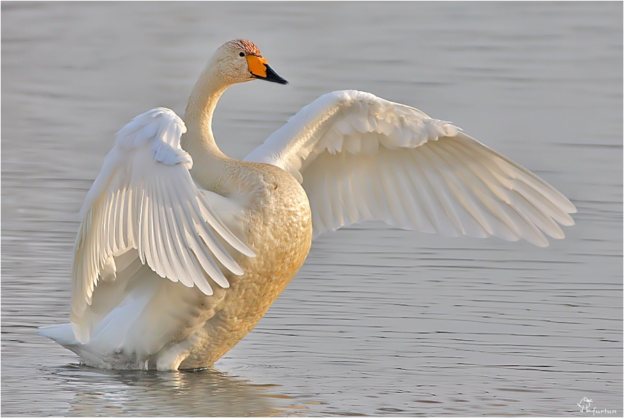 Ötücü kuğu » Whooper Swan » Cygnus cygnus