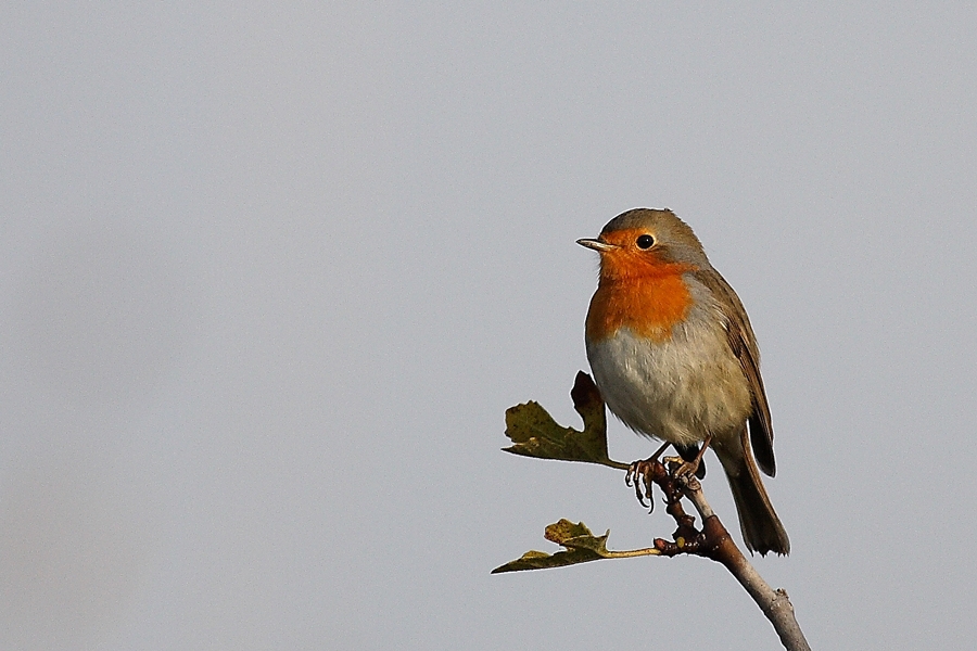 Kızılgerdan » European Robin » Erithacus rubecula