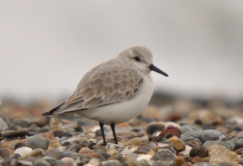 Ak kumkuşu » Sanderling » Calidris alba