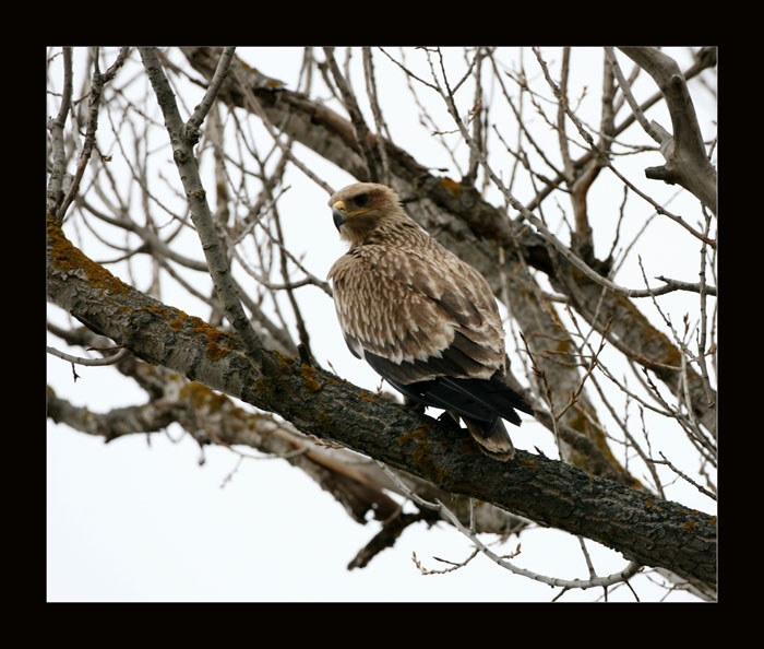 Şah kartal » Eastern Imperial Eagle » Aquila heliaca