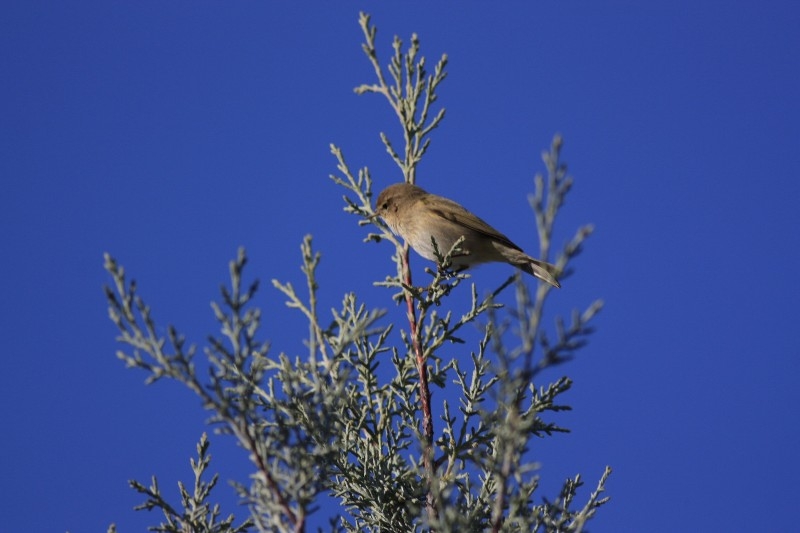 Çıvgın » Common Chiffchaff » Phylloscopus collybita