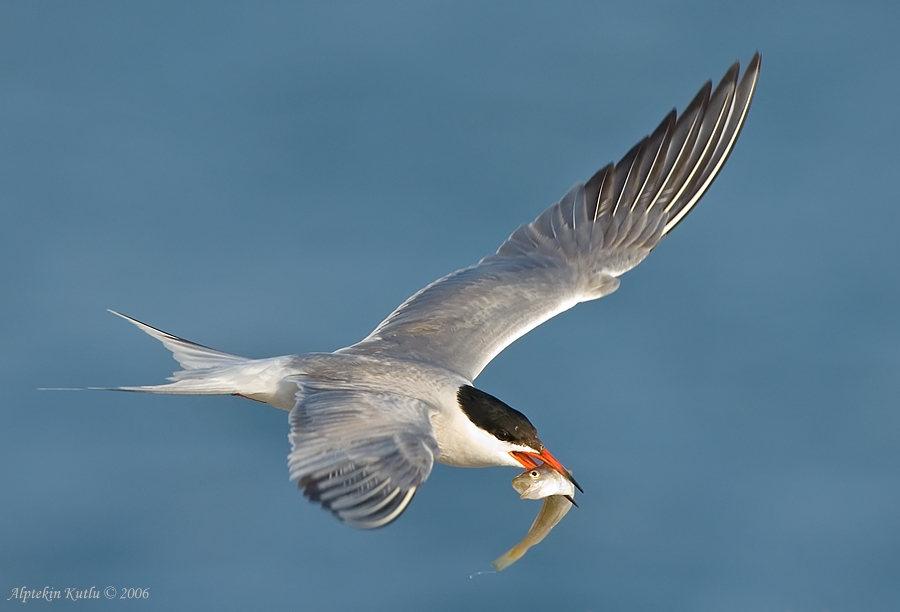 Sumru » Common Tern » Sterna hirundo