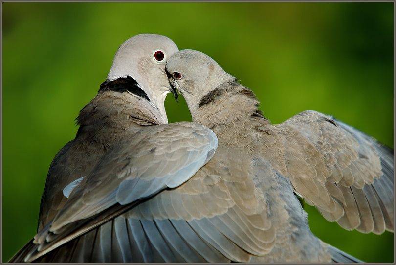 Kumru » Eurasian Collared Dove » Streptopelia decaocto