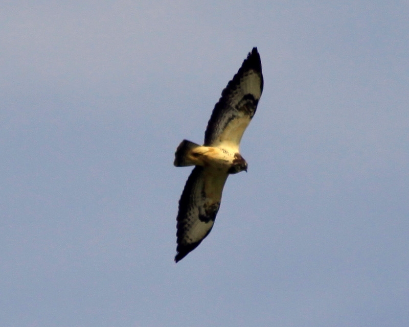 Şahin » Common Buzzard » Buteo buteo