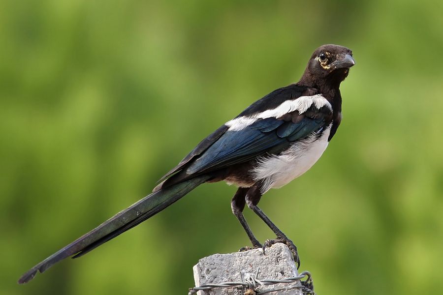 Saksağan » Eurasian Magpie » Pica pica