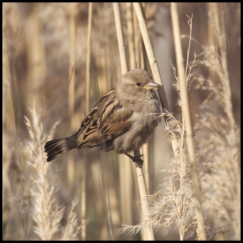 Serçe » House Sparrow » Passer domesticus