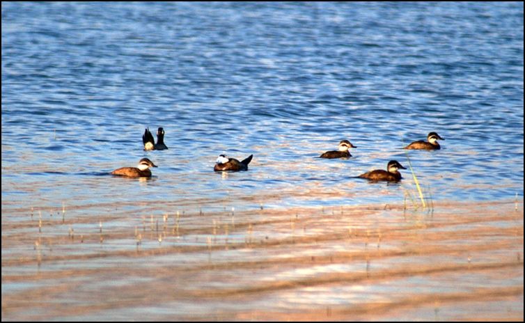 Dikkuyruk » White-headed Duck » Oxyura leucocephala