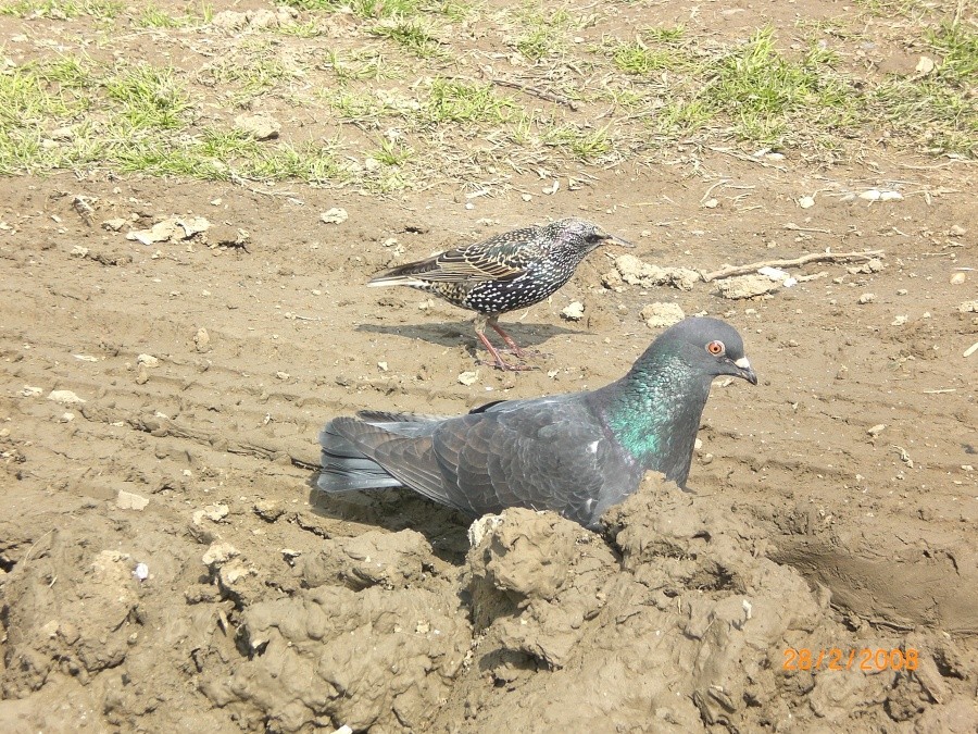 Sığırcık » Common Starling » Sturnus vulgaris