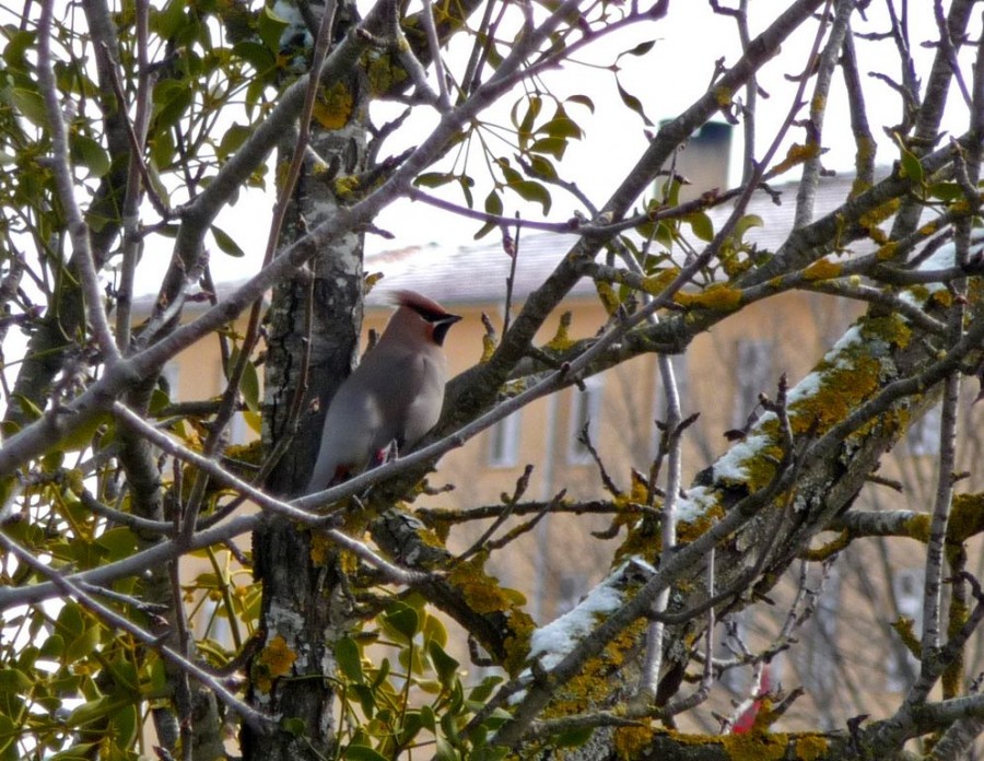İpekkuyruk » Bohemian Waxwing » Bombycilla garrulus
