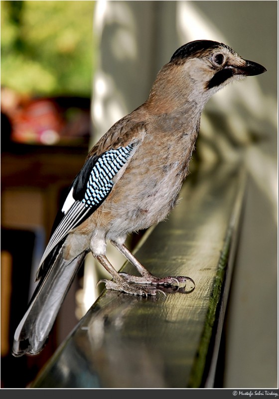 Alakarga » Eurasian Jay » Garrulus glandarius