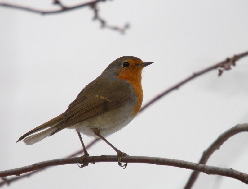 Kızılgerdan » European Robin » Erithacus rubecula