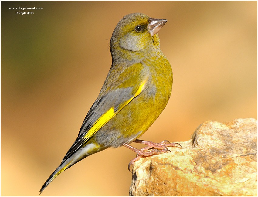 Florya » European Greenfinch » Chloris chloris