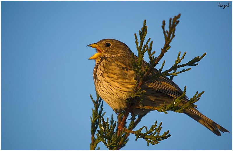 Tarla kirazkuşu » Corn Bunting » Emberiza calandra