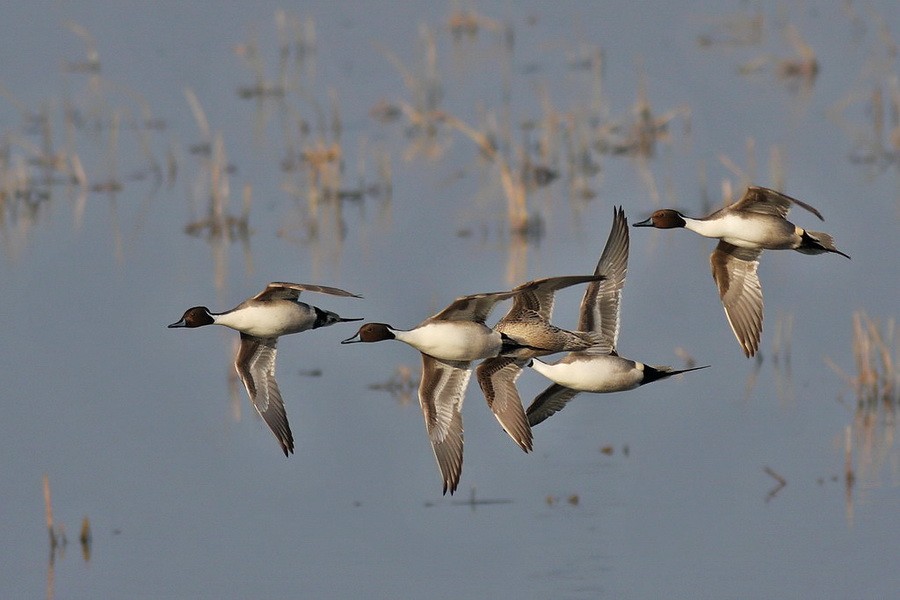 Kılkuyruk » Northern Pintail » Anas acuta