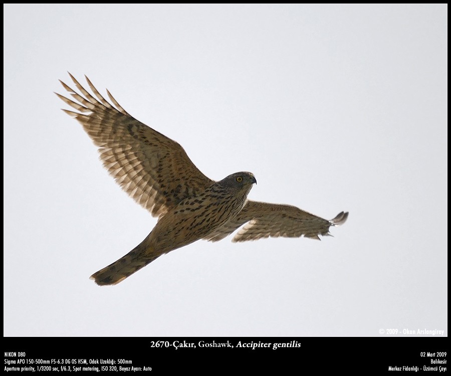 Çakır » Northern Goshawk » Astur gentilis