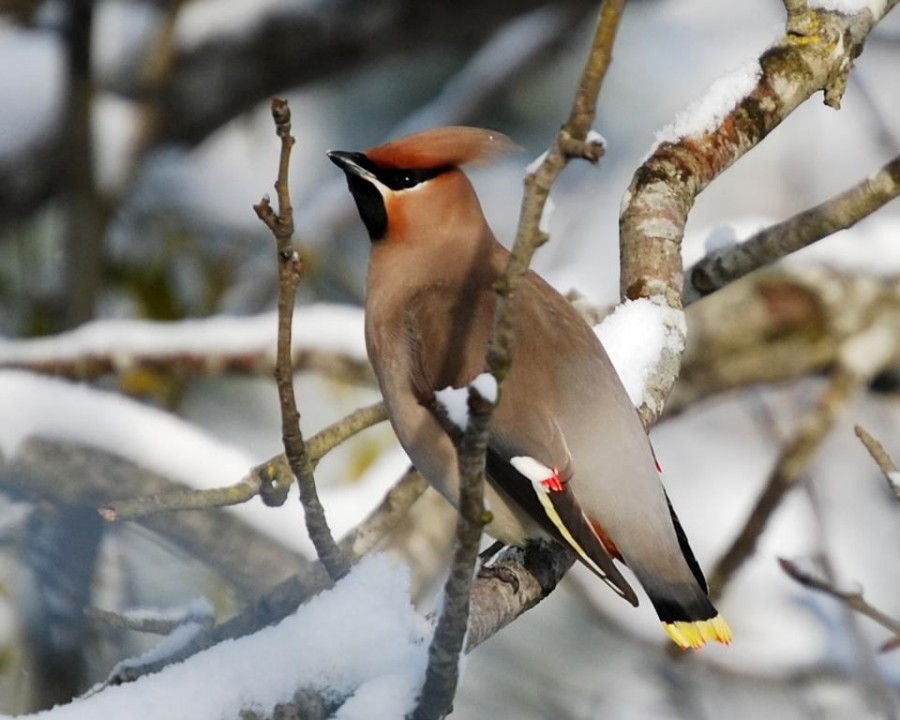 İpekkuyruk » Bohemian Waxwing » Bombycilla garrulus