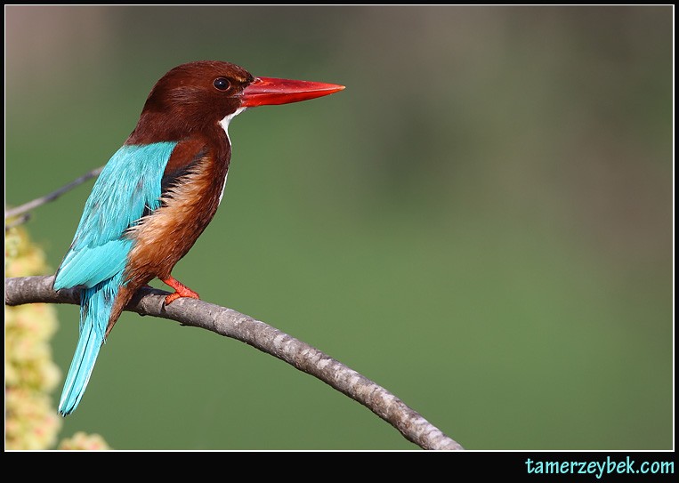 İzmir yalıçapkını » White-throated Kingfisher » Halcyon smyrnensis
