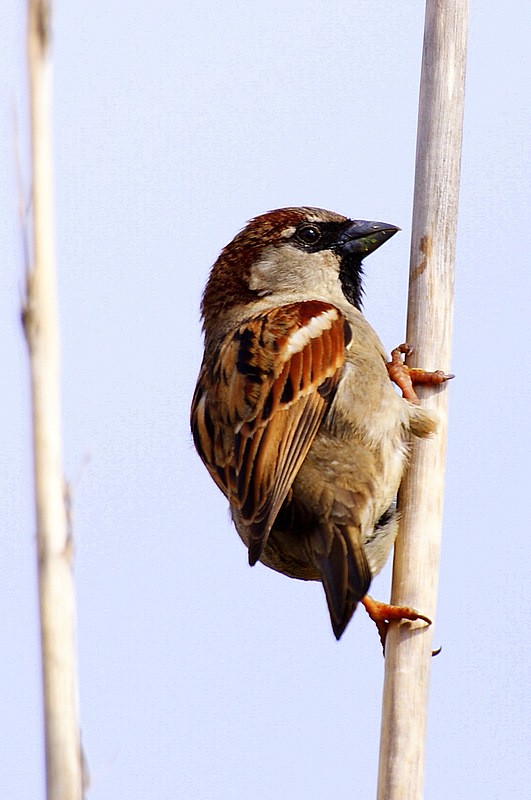 Serçe » House Sparrow » Passer domesticus