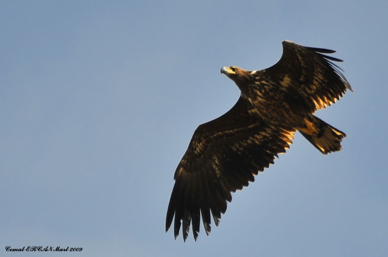 Akkuyruklu kartal » White-tailed Eagle » Haliaeetus albicilla
