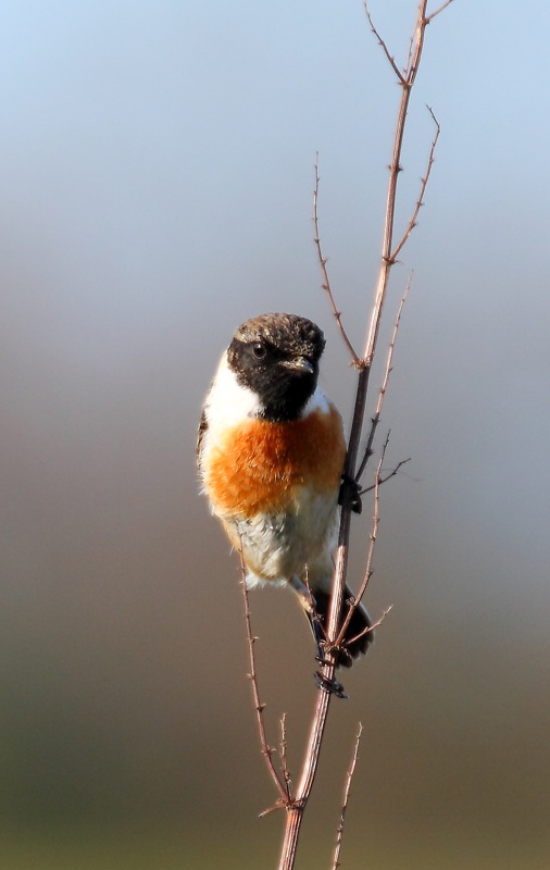 Taşkuşu » European Stonechat » Saxicola rubicola