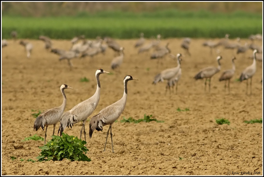 Turna » Common Crane » Grus grus