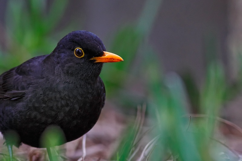 Karatavuk » Common Blackbird » Turdus merula