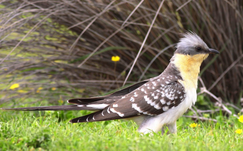 Tepeli guguk » Great Spotted Cuckoo » Clamator glandarius