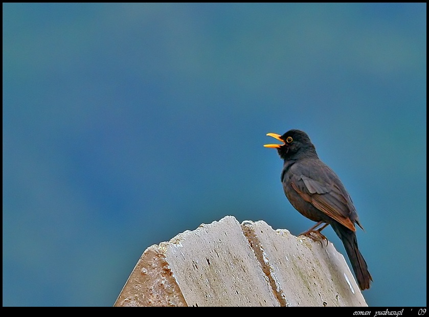 Karatavuk » Common Blackbird » Turdus merula