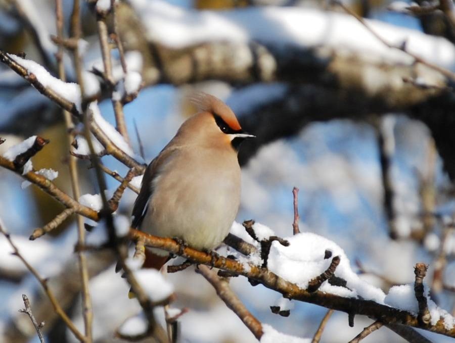 İpekkuyruk » Bohemian Waxwing » Bombycilla garrulus