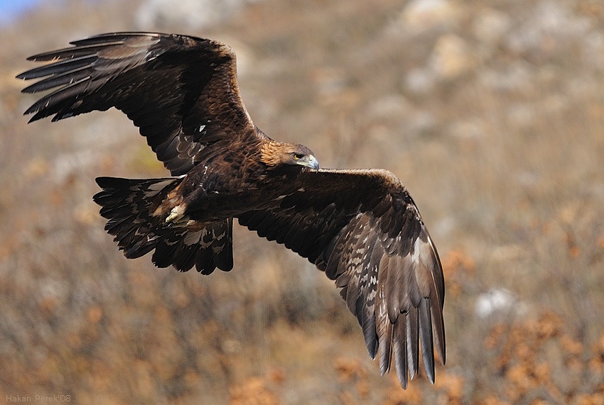 Kaya kartalı » Golden Eagle » Aquila chrysaetos