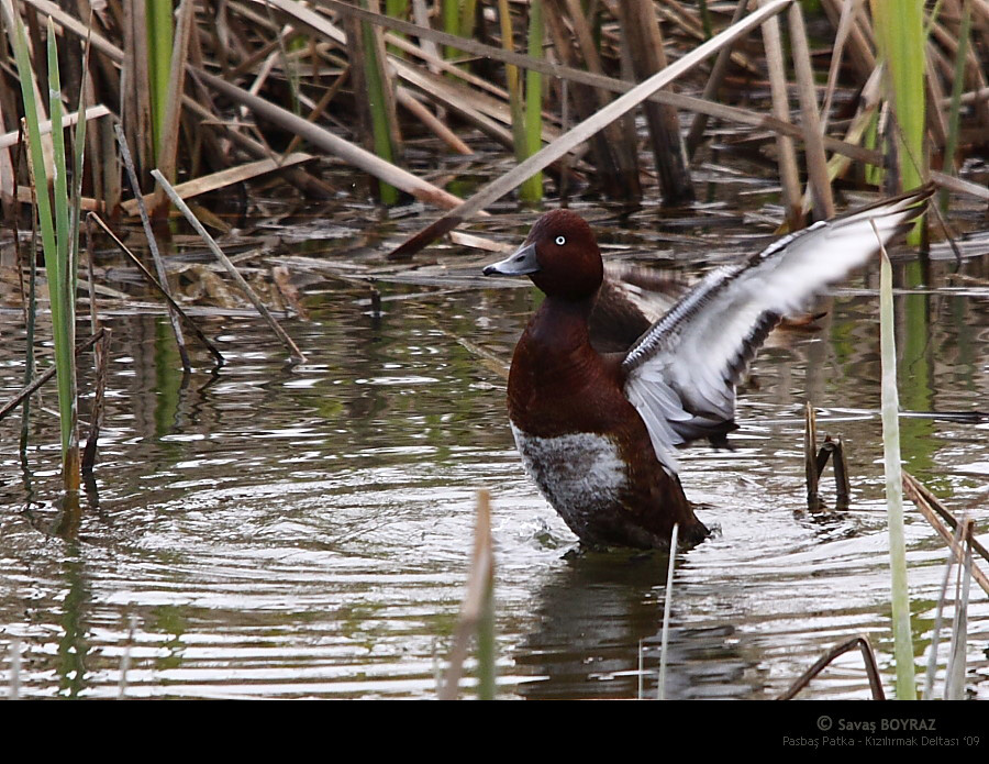 Pasbaş patka » Ferruginous Duck » Aythya nyroca