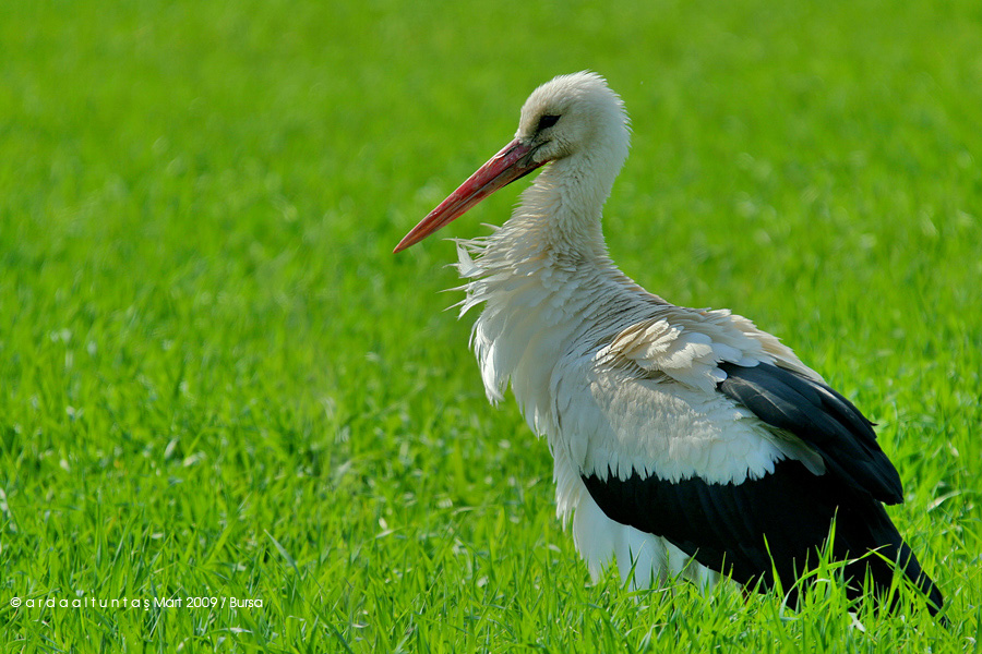 Leylek » White Stork » Ciconia ciconia