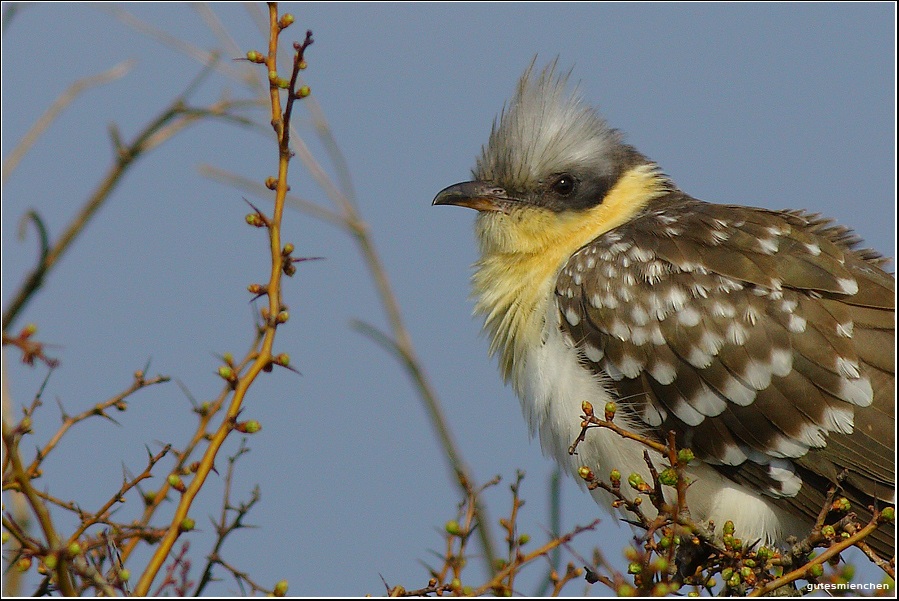 Tepeli guguk » Great Spotted Cuckoo » Clamator glandarius