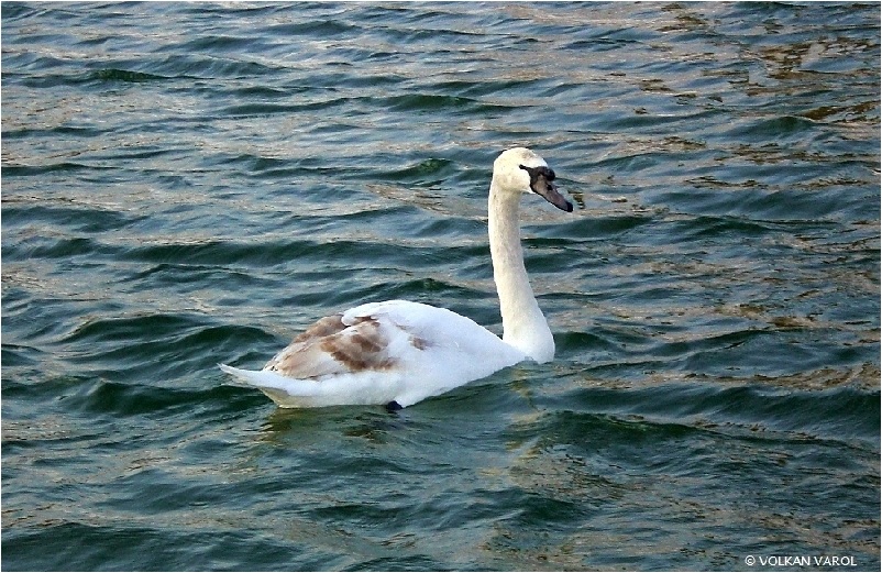 Kuğu » Mute Swan » Cygnus olor