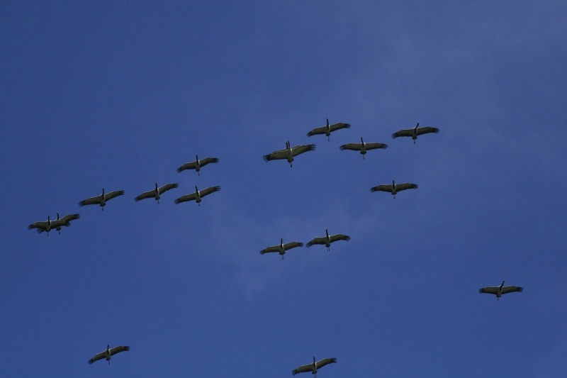 Telli turna » Demoiselle Crane » Grus virgo