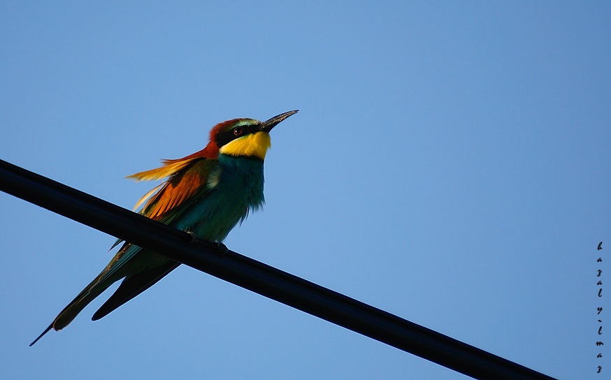 Arıkuşu » European Bee-eater » Merops apiaster