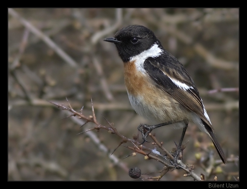 Taşkuşu » European Stonechat » Saxicola rubicola