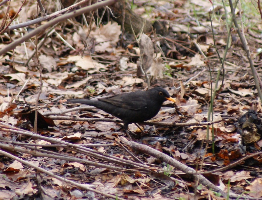 Karatavuk » Common Blackbird » Turdus merula
