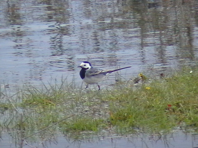 Ak kuyruksallayan » White Wagtail » Motacilla alba