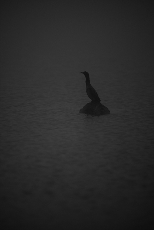 Karabatak » Great Cormorant » Phalacrocorax carbo