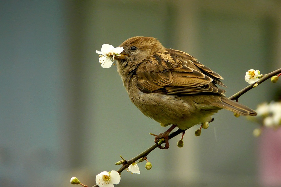 Serçe » House Sparrow » Passer domesticus