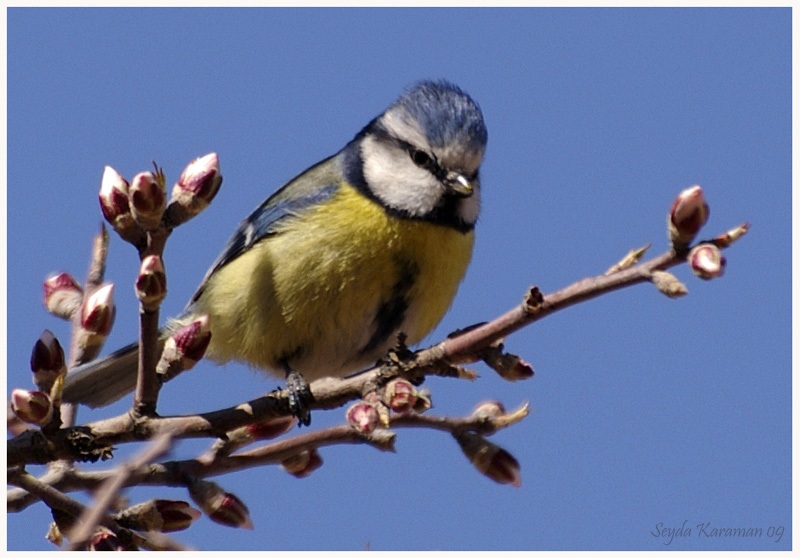 Mavi baştankara » Eurasian Blue Tit » Cyanistes caeruleus