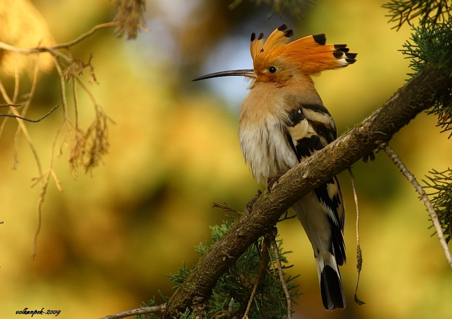 İbibik » Eurasian Hoopoe » Upupa epops