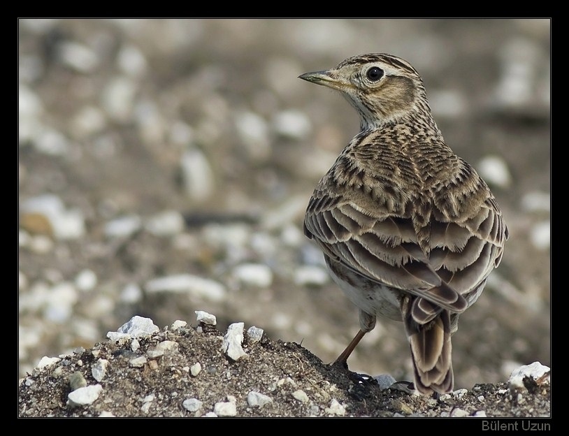 Tarlakuşu » Eurasian Skylark » Alauda arvensis