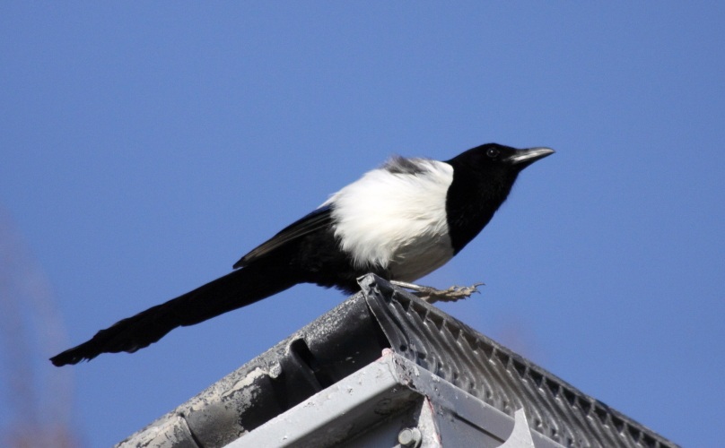 Saksağan » Eurasian Magpie » Pica pica